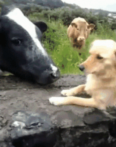 dog and cow