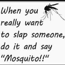 Mosquito