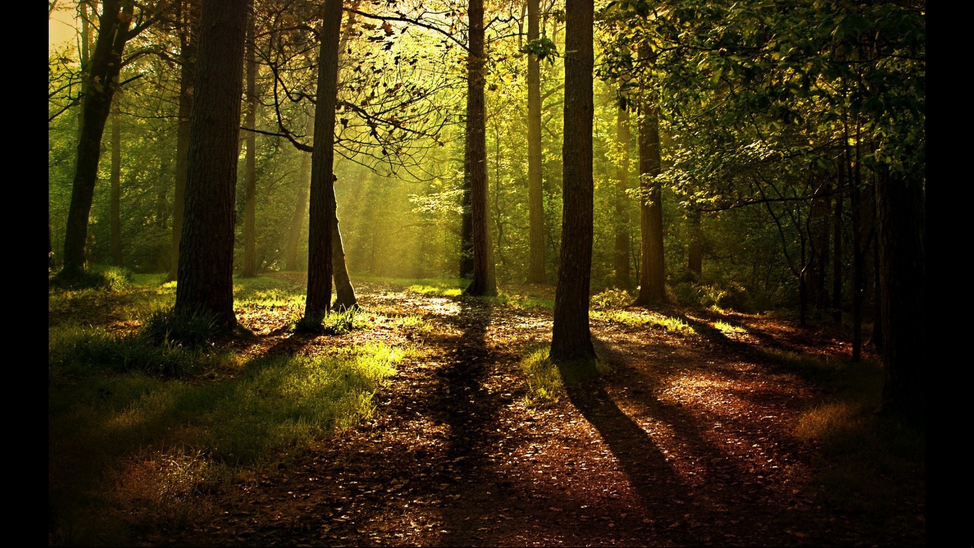 Redwood Forest 