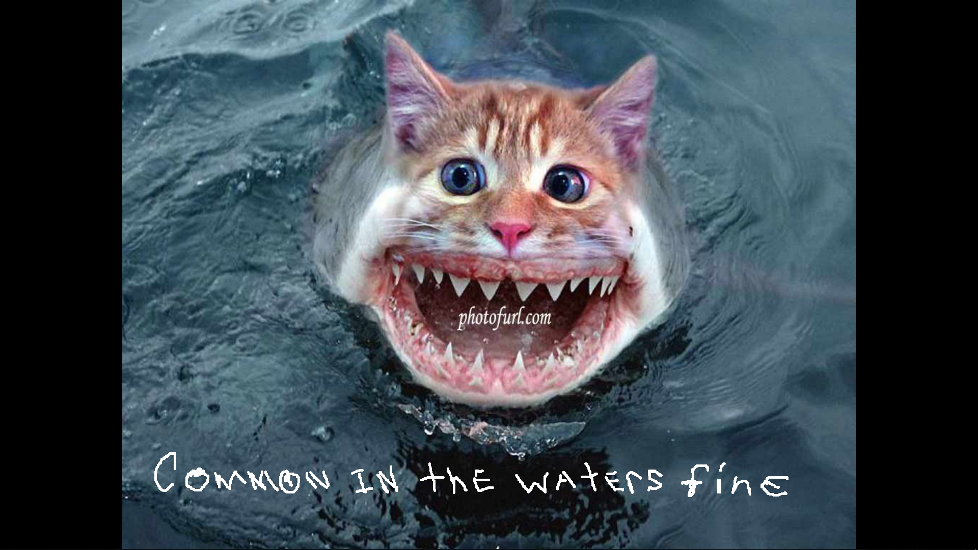 Common In The Waters Fine