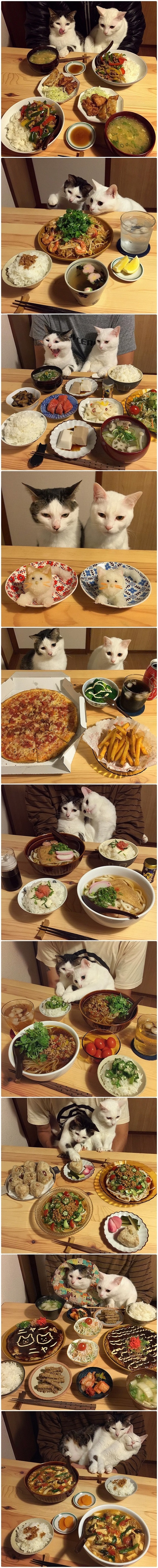 Japanese Couple Captures Every Time Their Cats Watch Them Eat