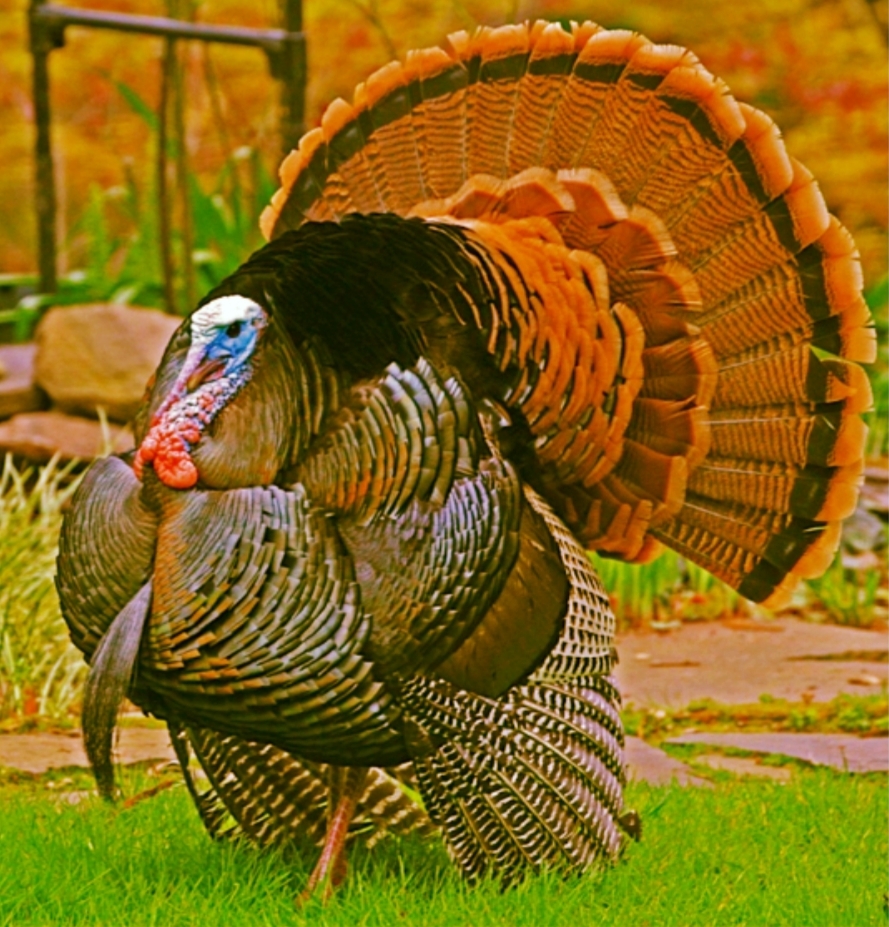 Turkey8