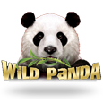 Wild Panda