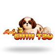 Lucky Shih Tzu