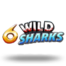 6 Wild Sharks