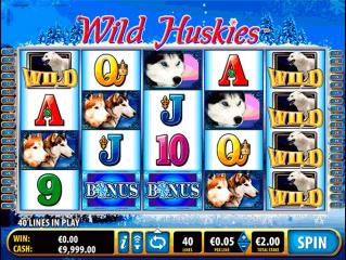 Wild Huskies