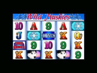 Wild Huskies