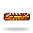 Buffalo on Fire!