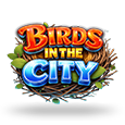 Birds in The City