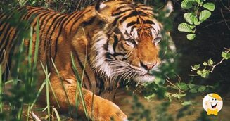 Massacro di Animali da parte del Kings Roman Casinò