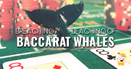 Breaching & Beaching of Baccarat Whales