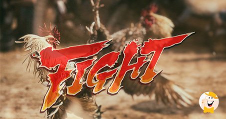 A Look into the World of Cock Fighting and the Cruelty of Animals Involved in this Sport