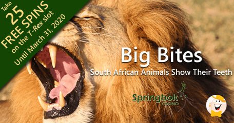 Springbok Partage de Nouveaux Faits sur la Faune Sauvage et Offre 25 tours sur T-Rex 2