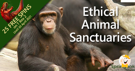 Springbok Casino Presents Ethical Animal Sanctuaries with Casino Spins Award