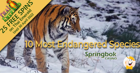 Springbok Casino Presents 10 Most Endangered Species with Bonus Spins Offer