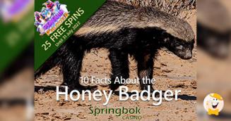 Springbok Casino Announces 10 Bonus Spins On Penguin Palooza