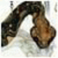 Kansantee