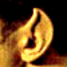 liappearo