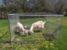 goatlady7