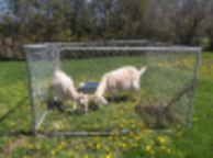goatlady7