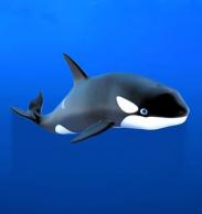 StephenWhales