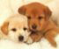 mamrone_12170